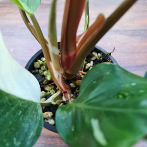 #91 Philodendron White Knight - 2 x heads
