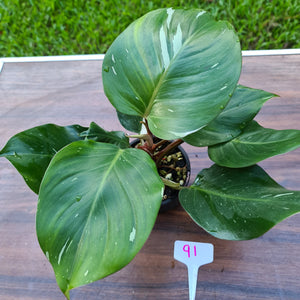 #91 Philodendron White Knight - 2 x heads