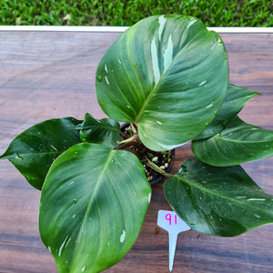 #91 Philodendron White Knight - 2 x heads