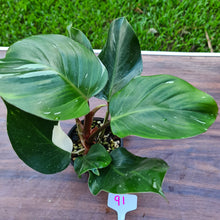 Load image into Gallery viewer, #91 Philodendron White Knight - 2 x heads