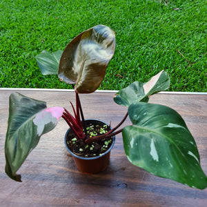 #154 Philodendron Pink Princess