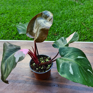 #154 Philodendron Pink Princess