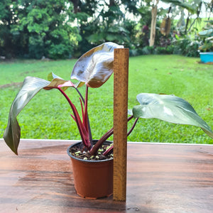 #154 Philodendron Pink Princess