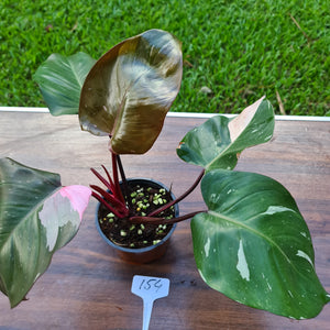 #154 Philodendron Pink Princess