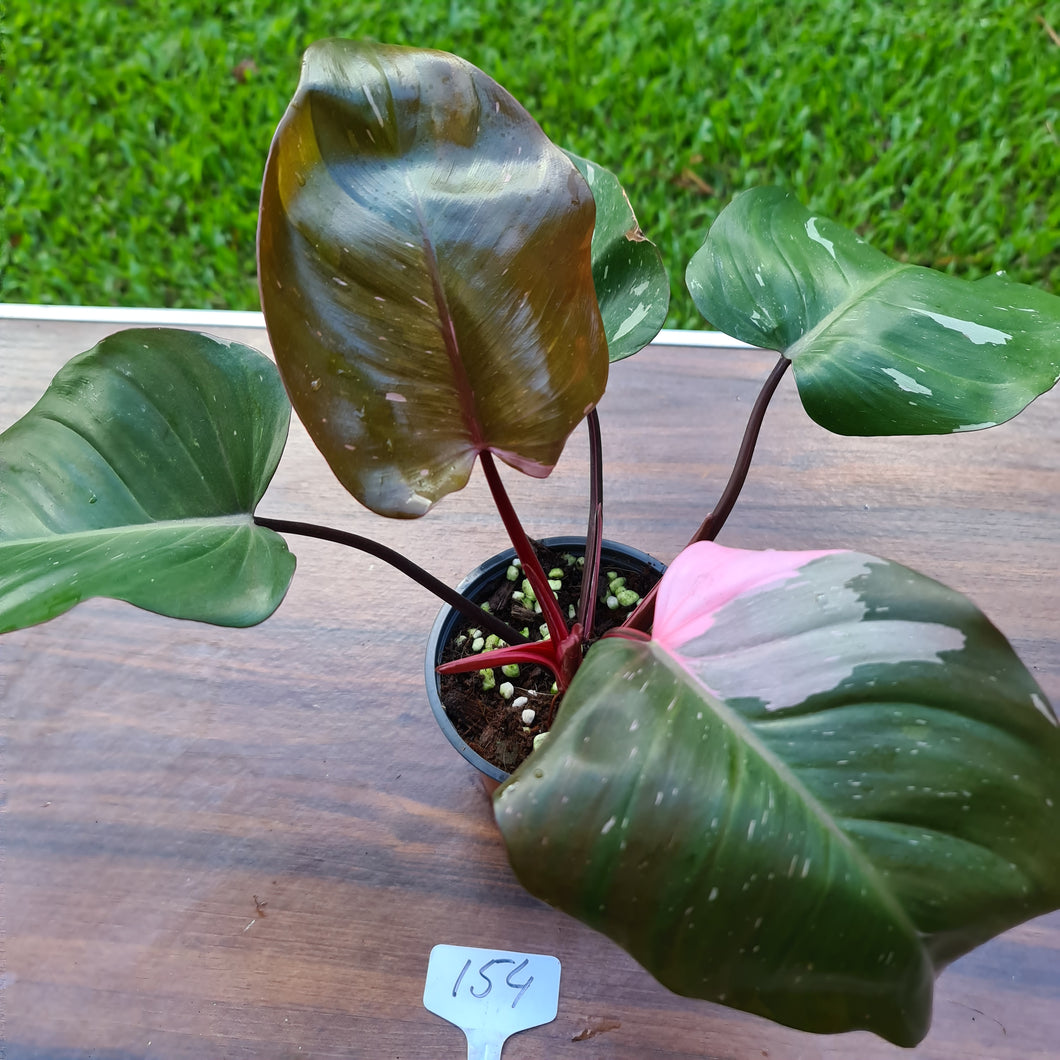 #154 Philodendron Pink Princess