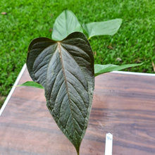 Load image into Gallery viewer, #34 Anthurium Bosworth Beauty