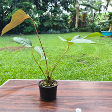 Load image into Gallery viewer, #34 Anthurium Bosworth Beauty
