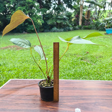 Load image into Gallery viewer, #34 Anthurium Bosworth Beauty