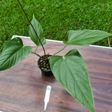 Load image into Gallery viewer, #34 Anthurium Bosworth Beauty