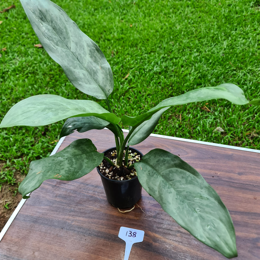 #138 Aglaonema Hybrid