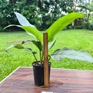 #138 Aglaonema Hybrid