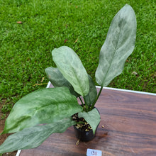 Load image into Gallery viewer, #138 Aglaonema Hybrid