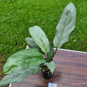 #138 Aglaonema Hybrid