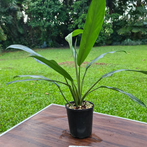 #340 Aglaonema Hybrid
