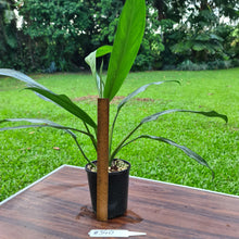 Load image into Gallery viewer, #340 Aglaonema Hybrid