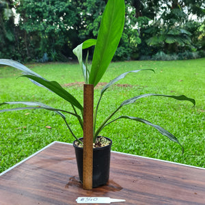 #340 Aglaonema Hybrid