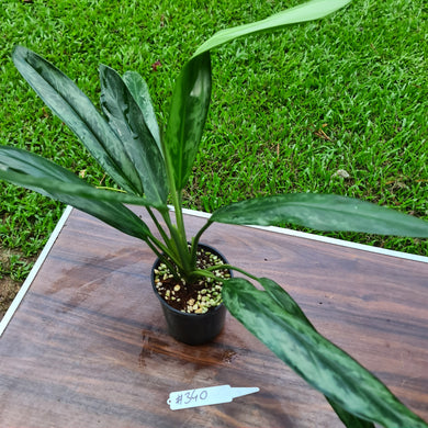 #340 Aglaonema Hybrid