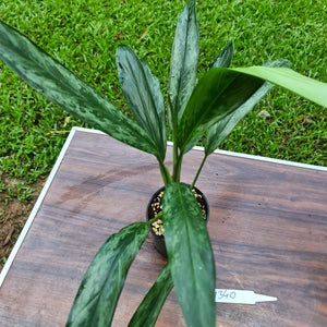 #340 Aglaonema Hybrid