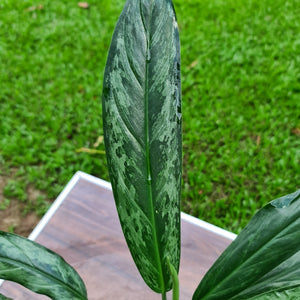 #340 Aglaonema Hybrid