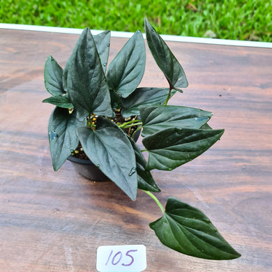#105 Syngonium Erythrophyllum