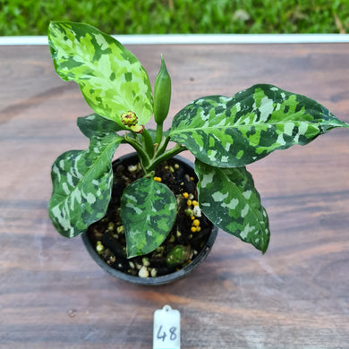 #48 Aglaonema Pictum Tricolor - Flowering maturity