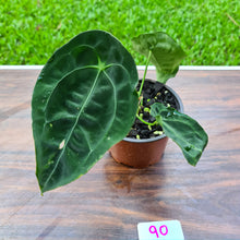Load image into Gallery viewer, #90 Anthurium Forgetii (Pure)