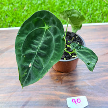 Load image into Gallery viewer, #90 Anthurium Forgetii (Pure)