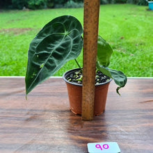 Load image into Gallery viewer, #90 Anthurium Forgetii (Pure)