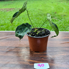 Load image into Gallery viewer, #90 Anthurium Forgetii (Pure)