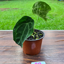 Load image into Gallery viewer, #90 Anthurium Forgetii (Pure)