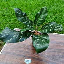 Load image into Gallery viewer, #133 Aglaonema Hybrid