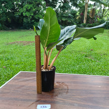 Load image into Gallery viewer, #133 Aglaonema Hybrid