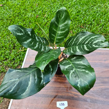 Load image into Gallery viewer, #133 Aglaonema Hybrid