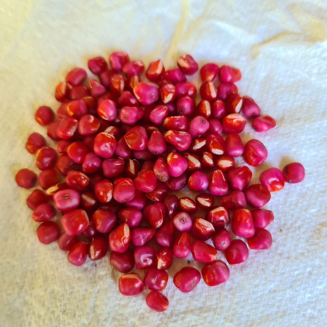 Anthurium Vittarifolium Berries/Seeds