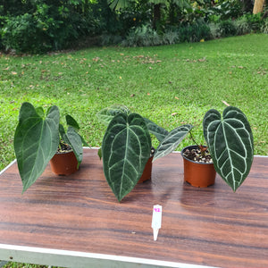 #92 ULTIMATE ANTHURIUM TRIO