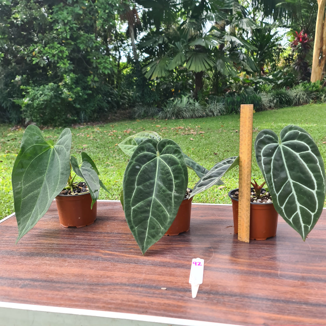 #92 ULTIMATE ANTHURIUM TRIO