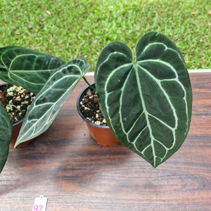 #92 ULTIMATE ANTHURIUM TRIO