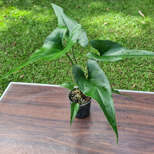 Load image into Gallery viewer, #90 Anthurium Watermaliense