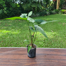 Load image into Gallery viewer, #90 Anthurium Watermaliense