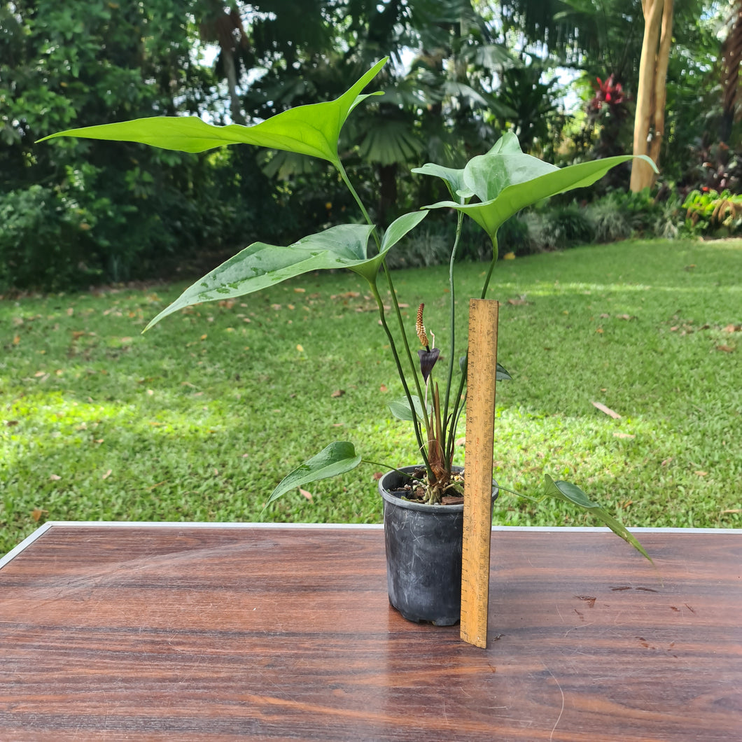 #90 Anthurium Watermaliense
