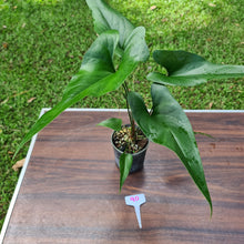 Load image into Gallery viewer, #90 Anthurium Watermaliense