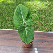 Load image into Gallery viewer, #46 Philodendron Gloriosum