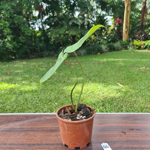 #46 Philodendron Gloriosum