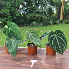 Load image into Gallery viewer, #138 ULTIMATE ANTHURIUM TRIO