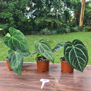 #138 ULTIMATE ANTHURIUM TRIO