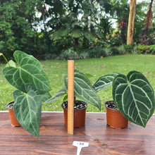 Load image into Gallery viewer, #138 ULTIMATE ANTHURIUM TRIO