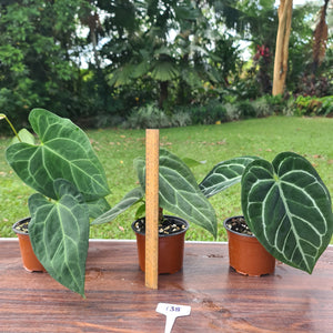 #138 ULTIMATE ANTHURIUM TRIO