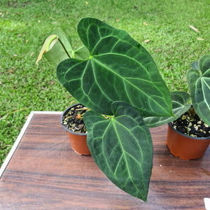 #138 ULTIMATE ANTHURIUM TRIO