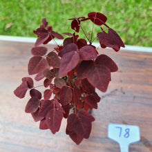 Load image into Gallery viewer, #78 Oxalis Hedysaroides - Fire Fern