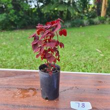 Load image into Gallery viewer, #78 Oxalis Hedysaroides - Fire Fern